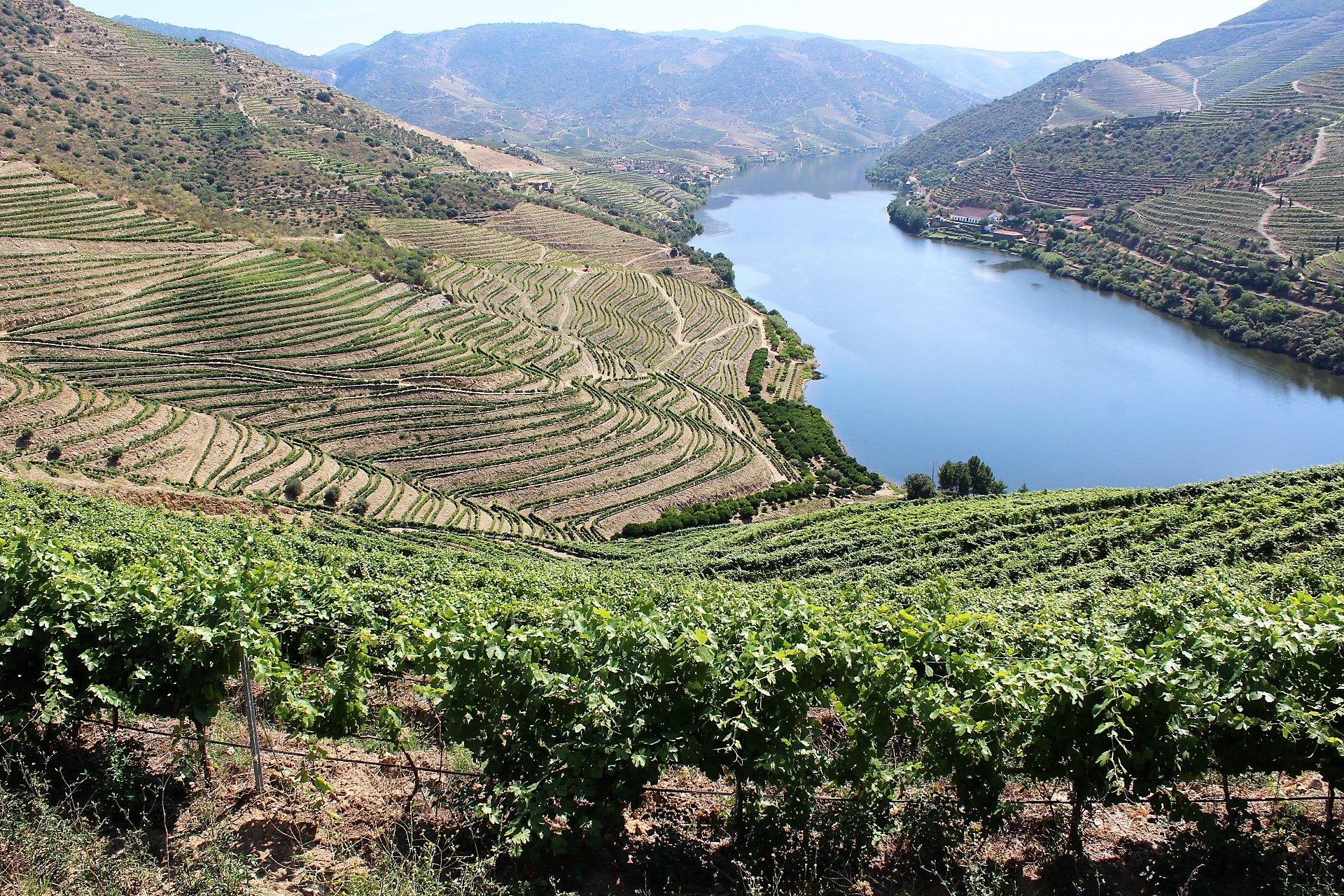 Magos Irrigation Systems organiza simpósio “Soluções para a Vinha no Douro”